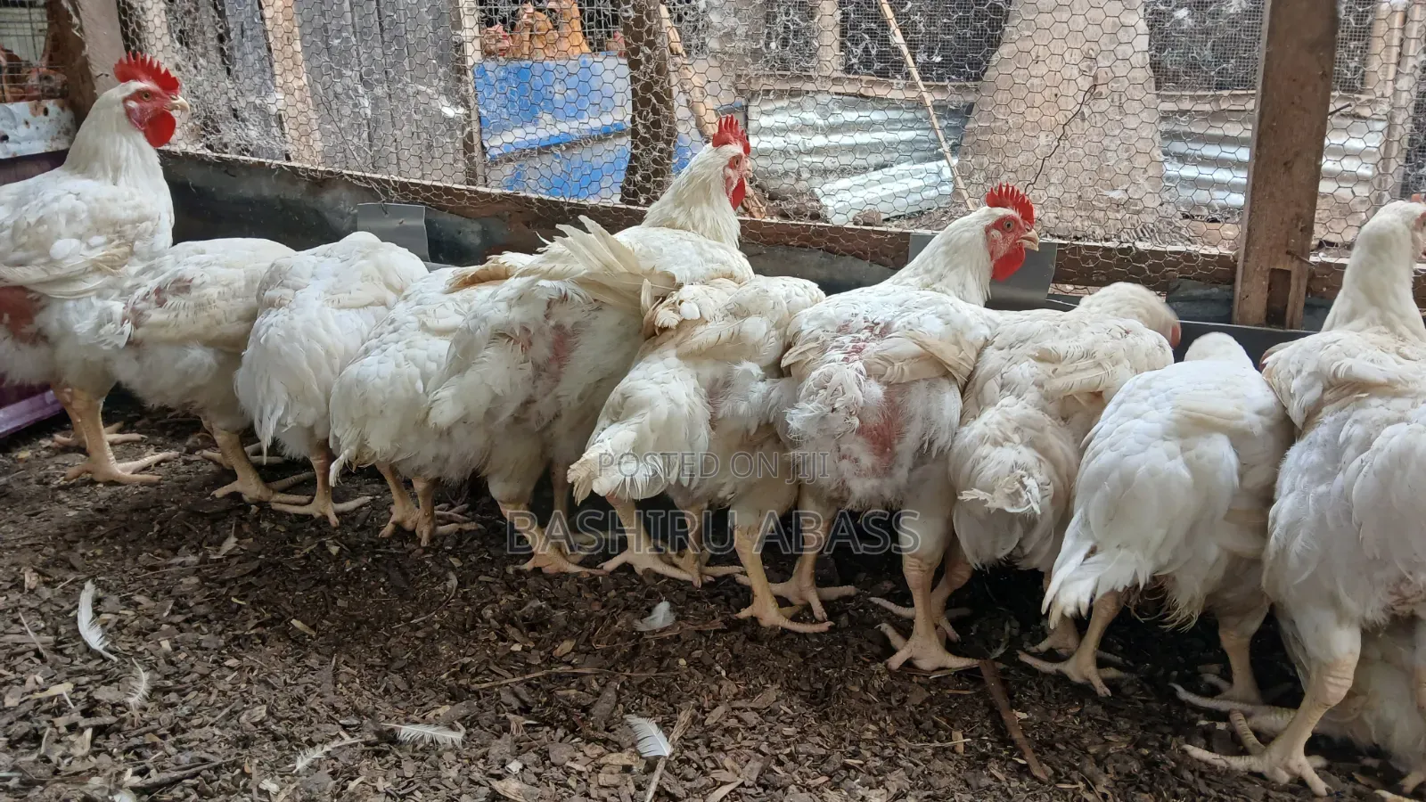 Backyard Farm
