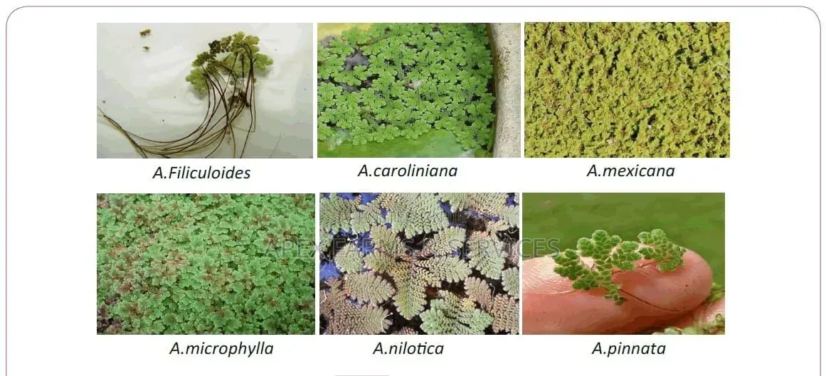 Aquaboost - Azolla Fish Experts
