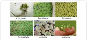 Aquaboost - Azolla Fish Experts