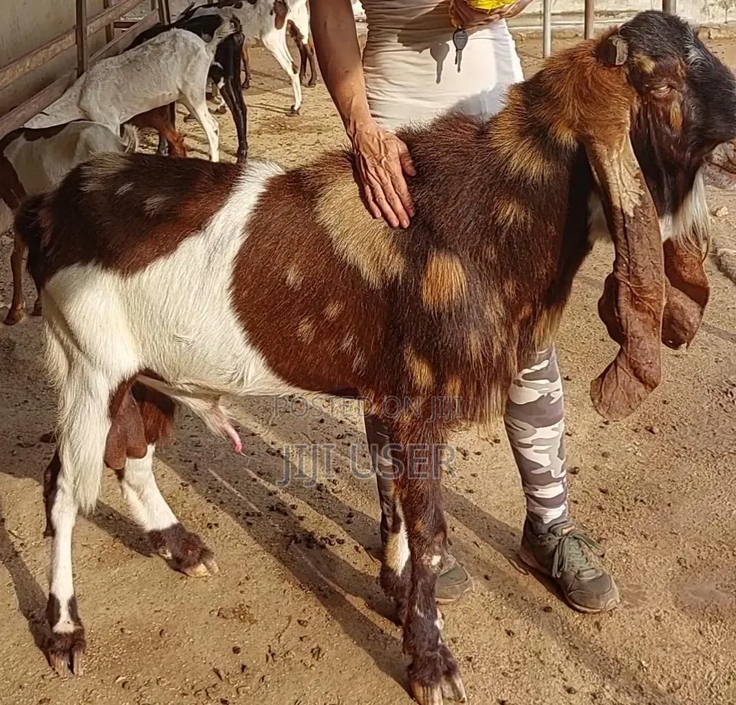 F1 Gulabi X Sahelian 2,5 Months Old