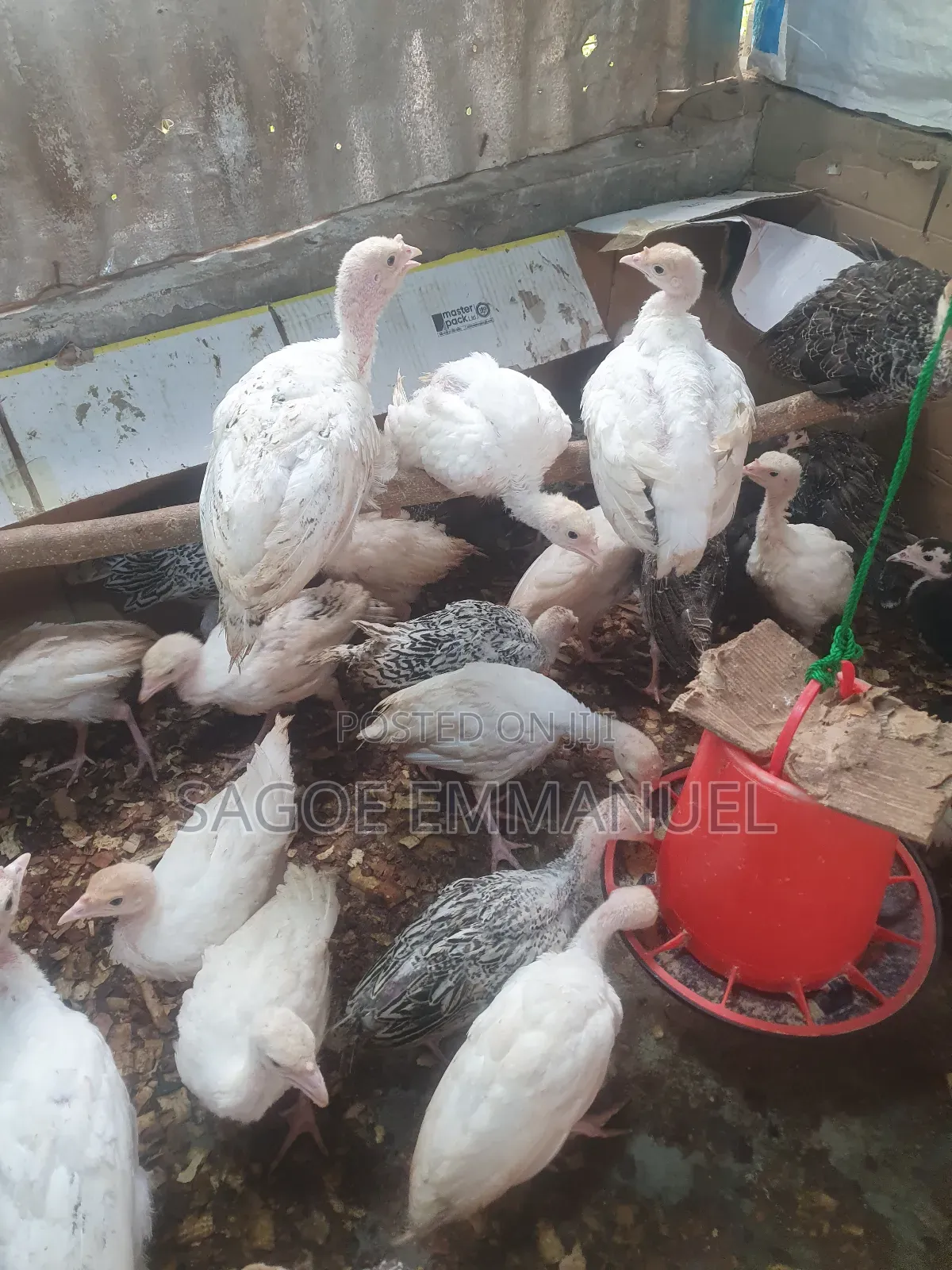 9 Weeks Old Turkeys for Sell