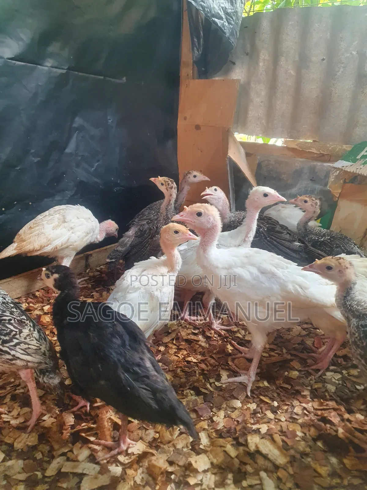 9 Weeks Old Turkeys for Sell