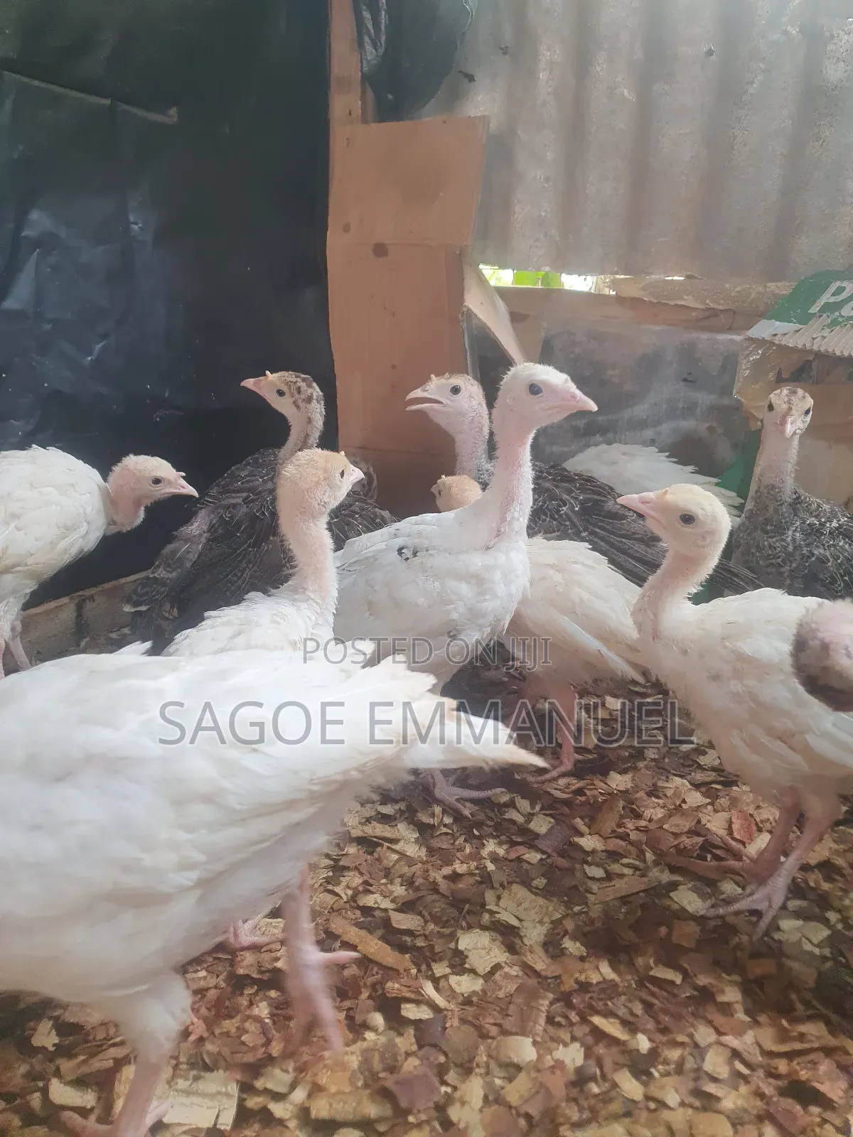 9 Weeks Old Turkeys for Sell