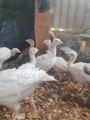 9 Weeks Old Turkeys for Sell