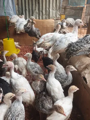 2 Months Old Turkeys for Sell