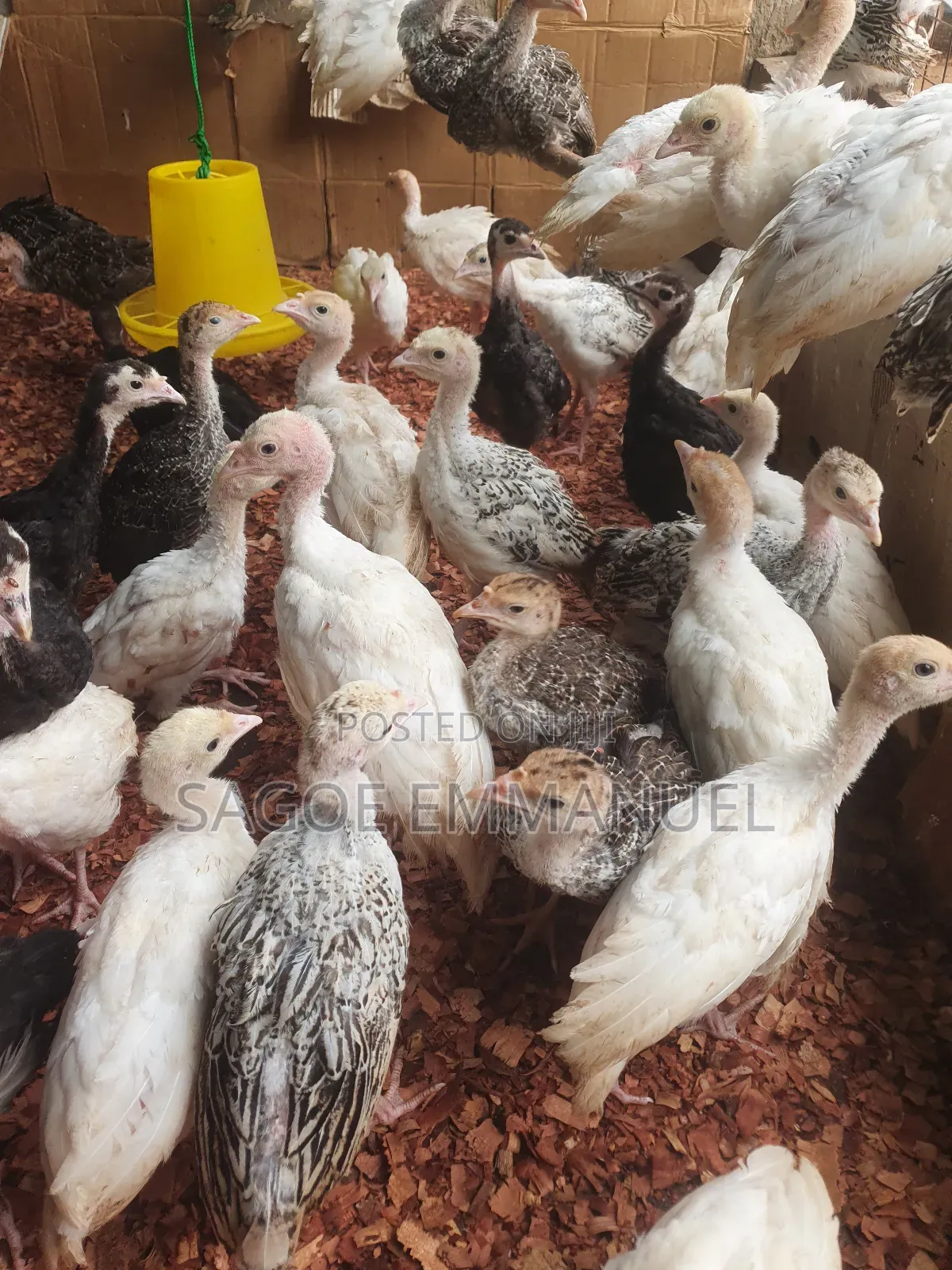 9 Weeks Old Turkeys for Sell