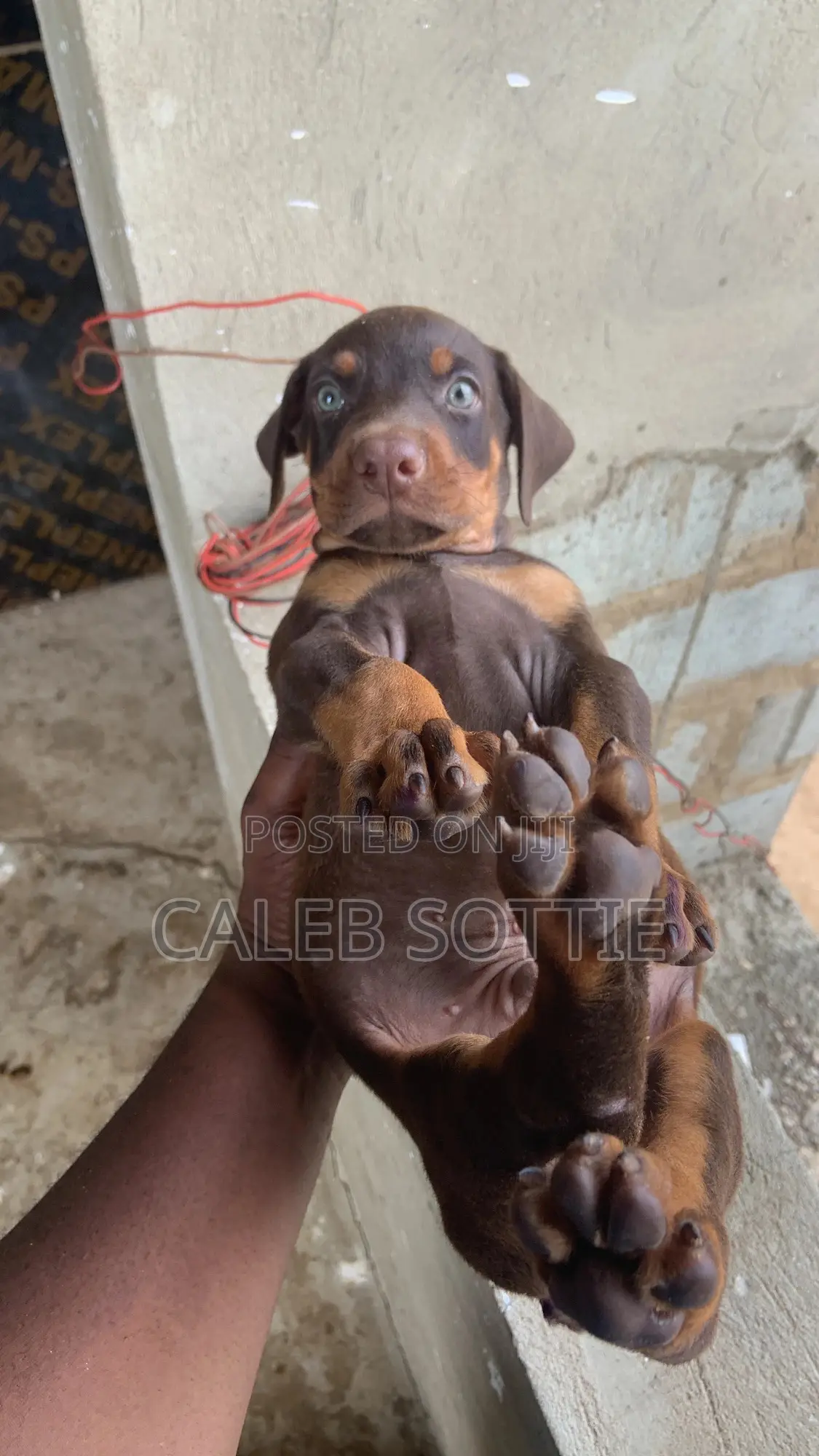 1-3 months Male Purebred Doberman Pinscher