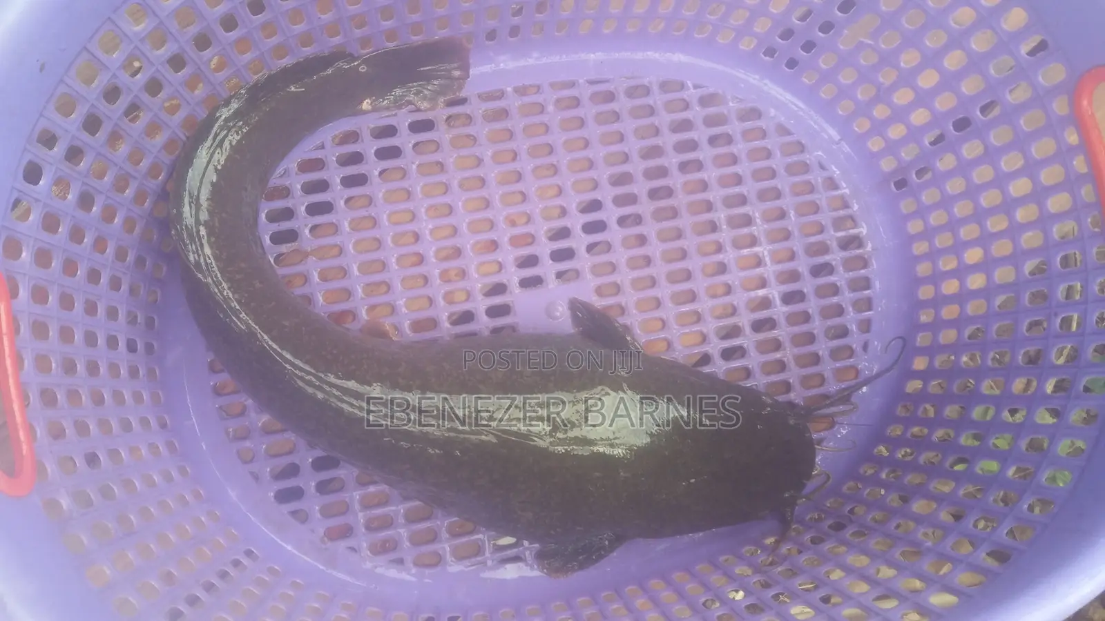 Big Fresh Live Catfish For Hotels, Restaurants, Point Kill