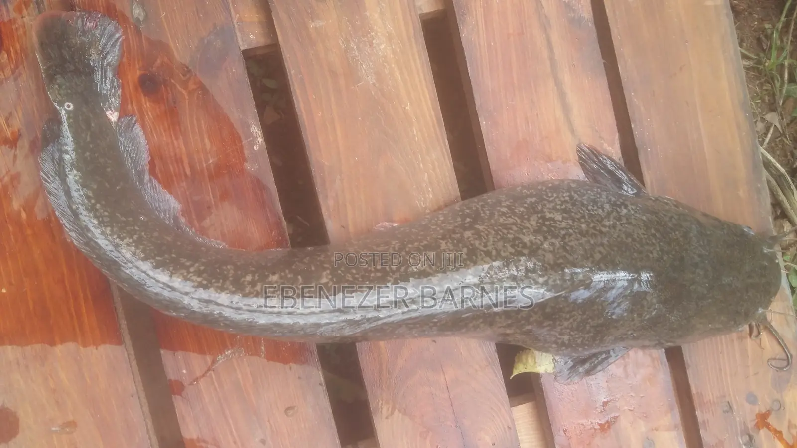 Big Fresh Live Catfish For Hotels, Restaurants, Point Kill