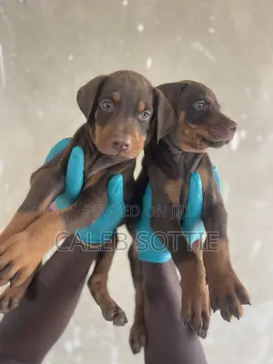 1-3 months Male Purebred Doberman Pinscher