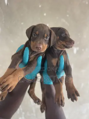 1-3 months Male Purebred Doberman Pinscher