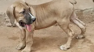 1-3 months Male Purebred Boerboel