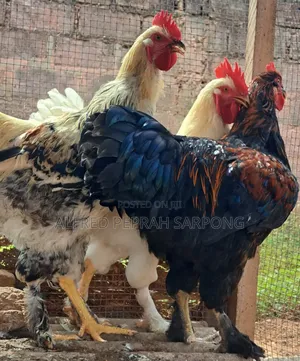 Brahma (Hybrid) Chicken For Sale In Accra, Dansoman
