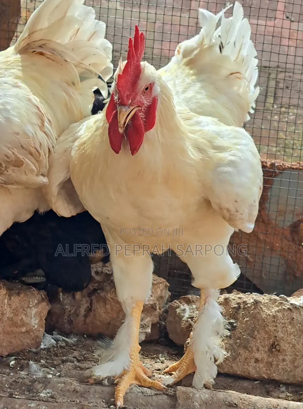 Brahma (Hybrid) Chicken For Sale In Accra, Dansoman