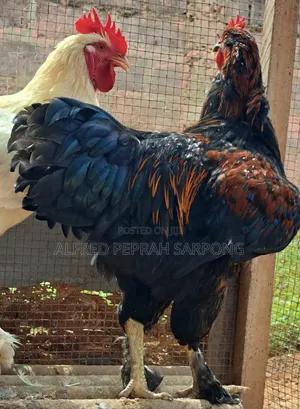 Brahma (Hybrid) Chicken For Sale In Accra, Dansoman
