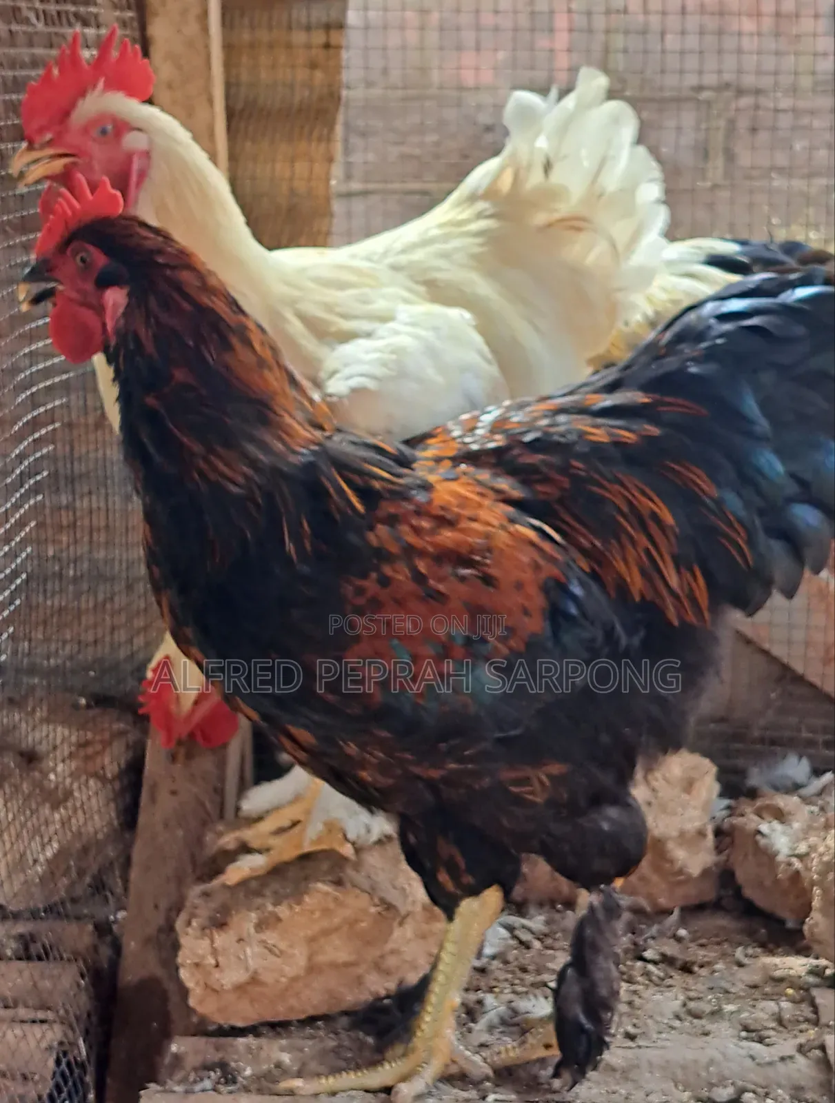 Brahma (Hybrid) Chicken For Sale In Accra, Dansoman