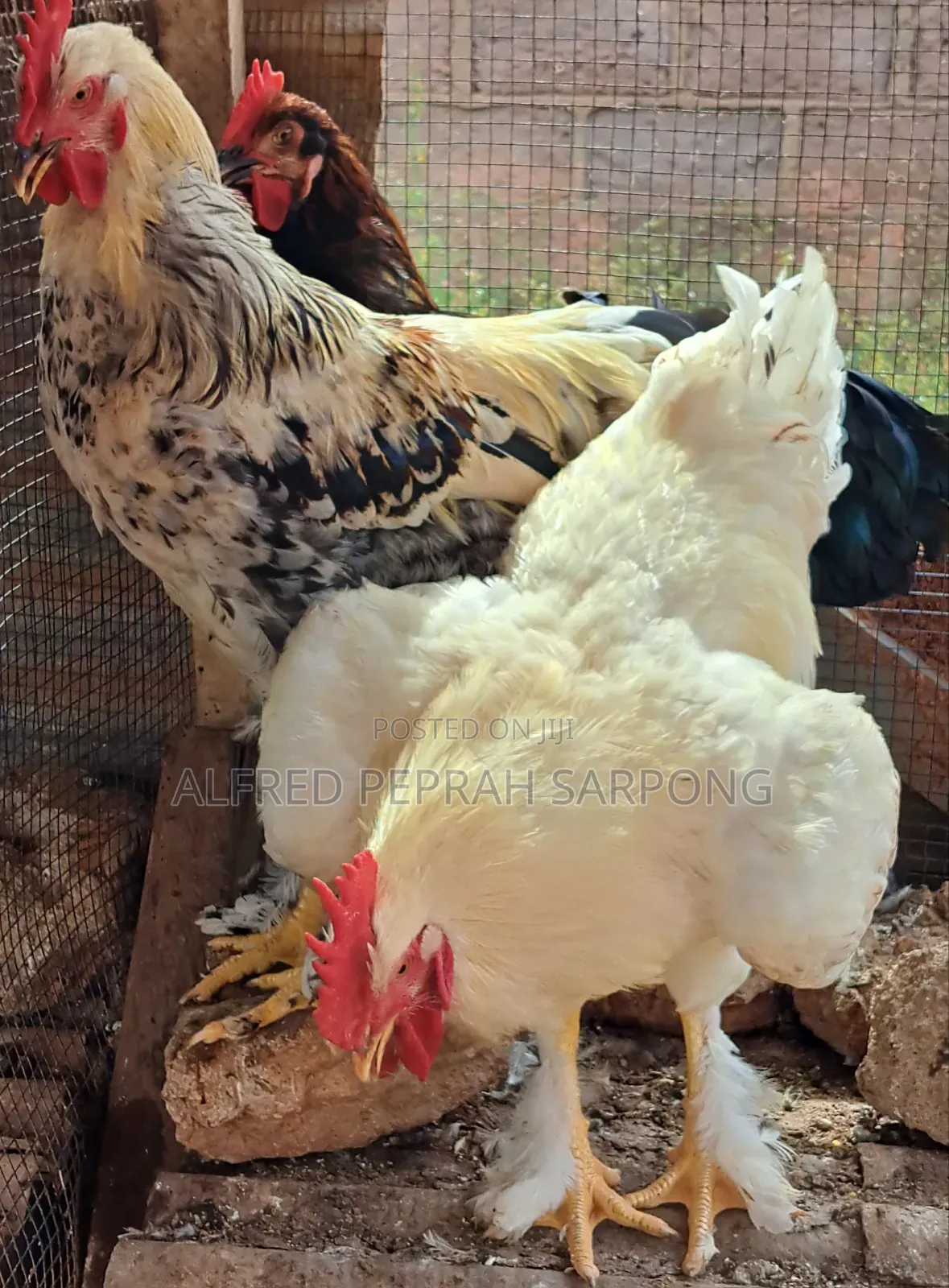 Brahma (Hybrid) Chicken For Sale In Accra, Dansoman