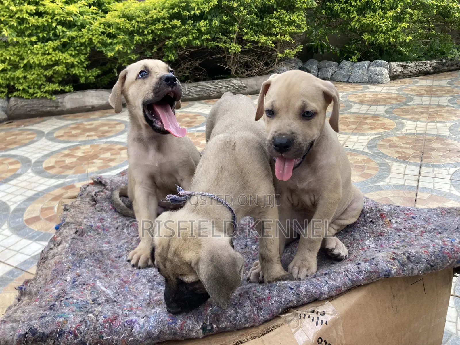 1-3 months Male Purebred Boerboel