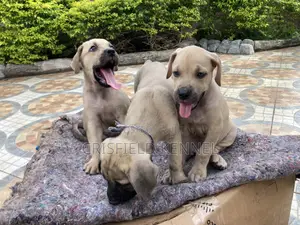 1-3 months Male Purebred Boerboel