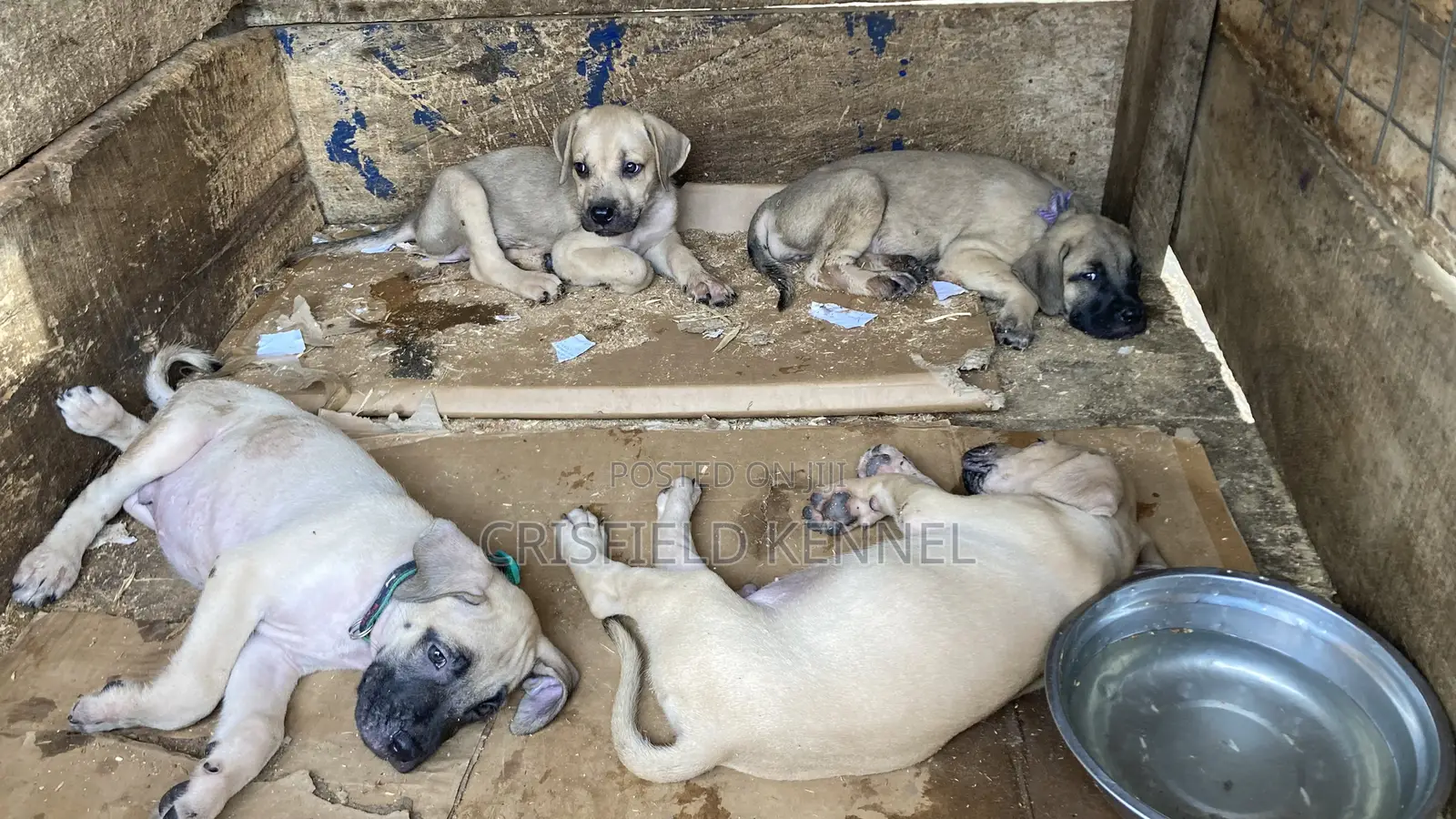 1-3 months Male Purebred Boerboel