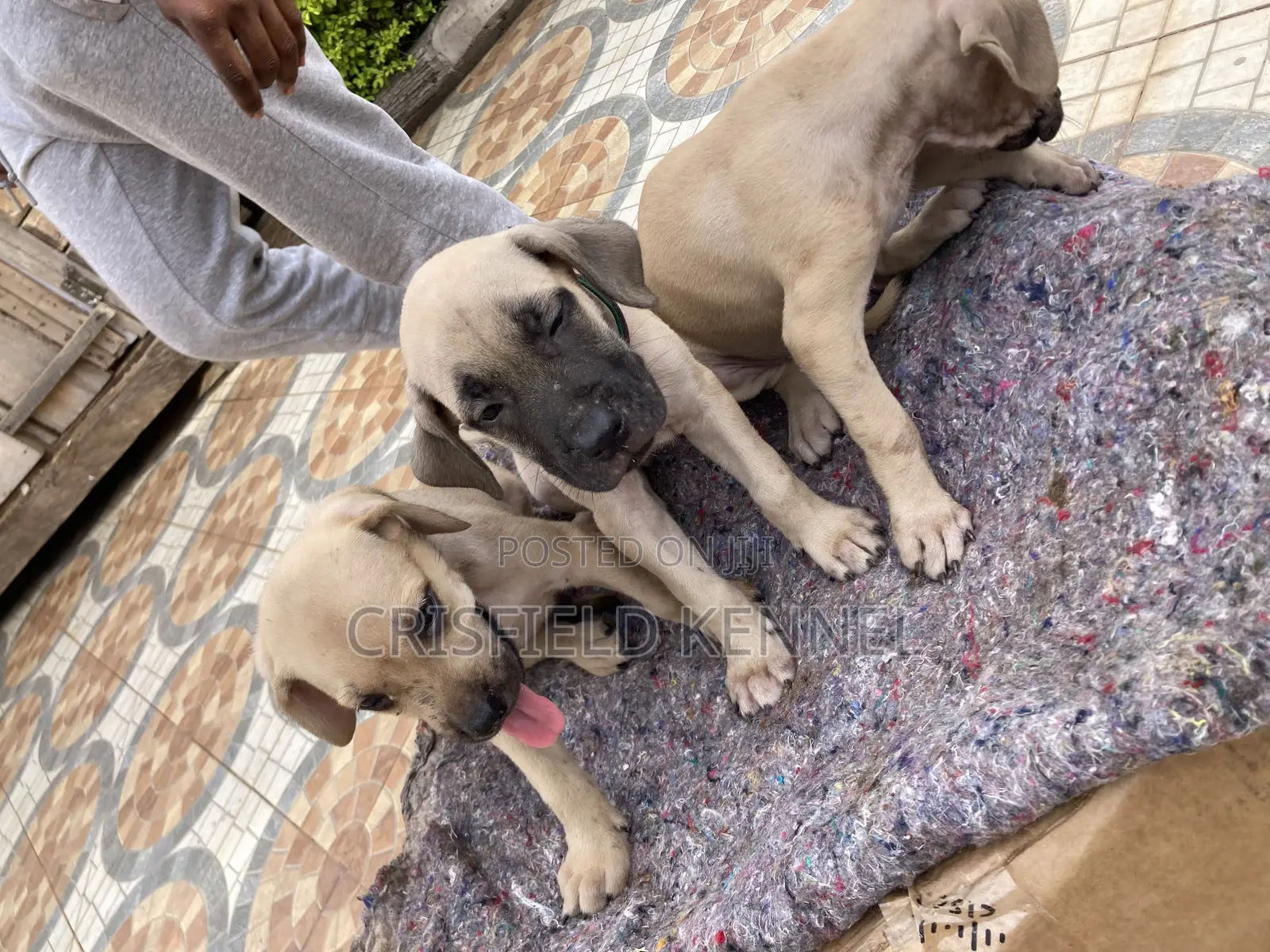 1-3 months Male Purebred Boerboel