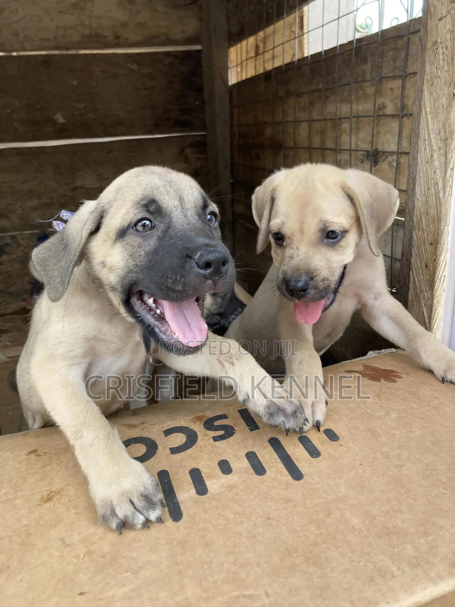 1-3 months Male Purebred Boerboel