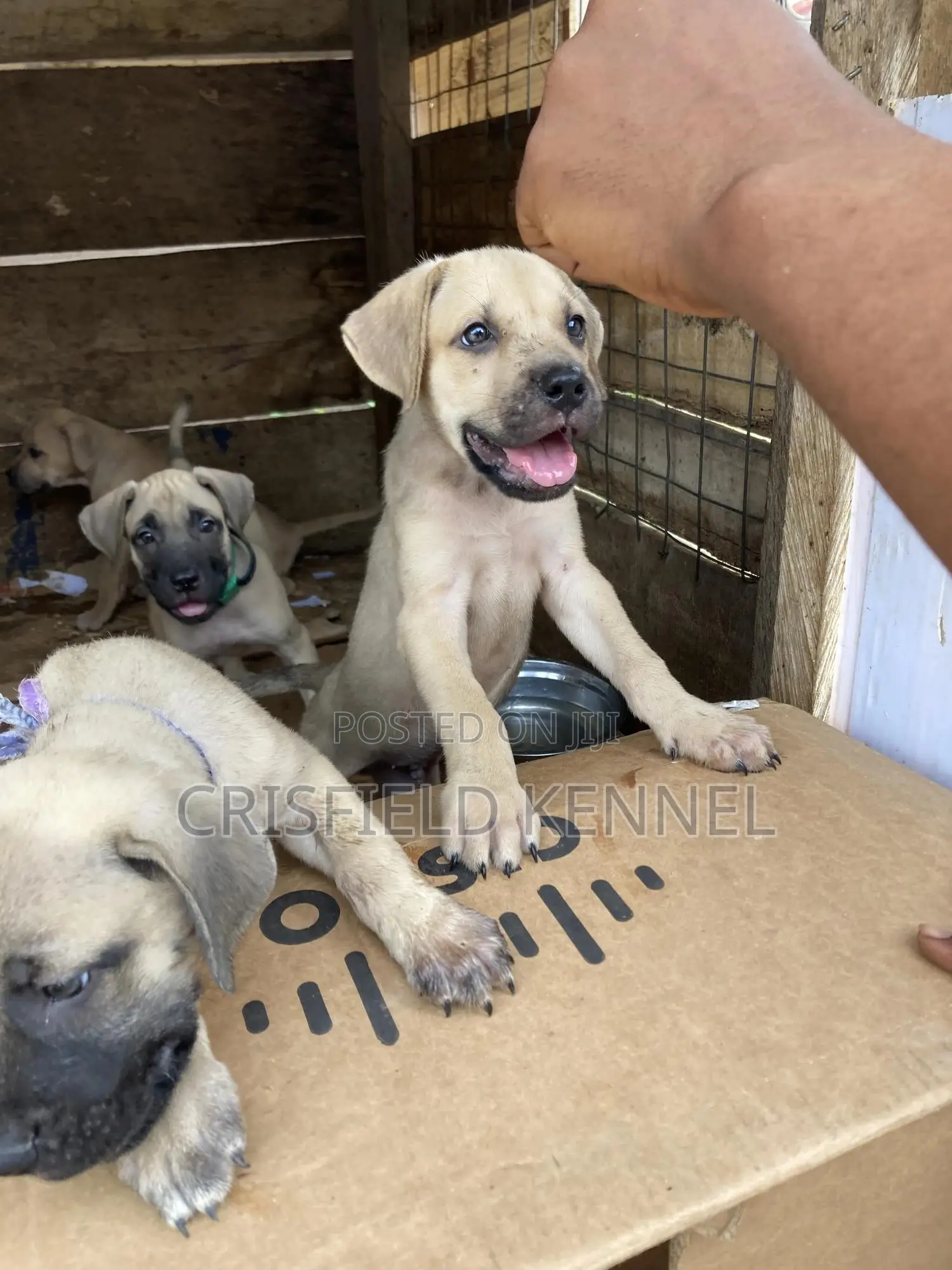 1-3 months Male Purebred Boerboel