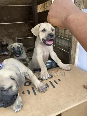 1-3 months Male Purebred Boerboel