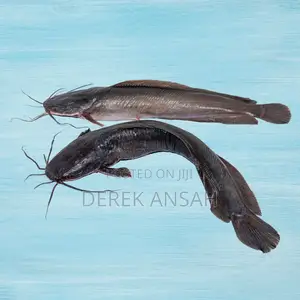 Juvenile Jumbo Size Catfish Available
