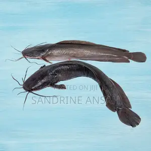 Juvenile Jumbo Size Catfish Available