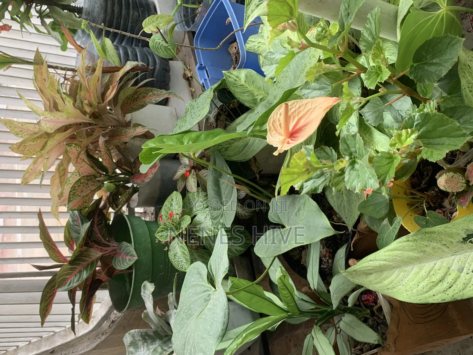 Plant Varieties