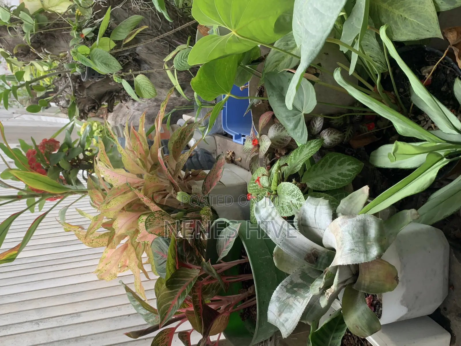 Plant Varieties