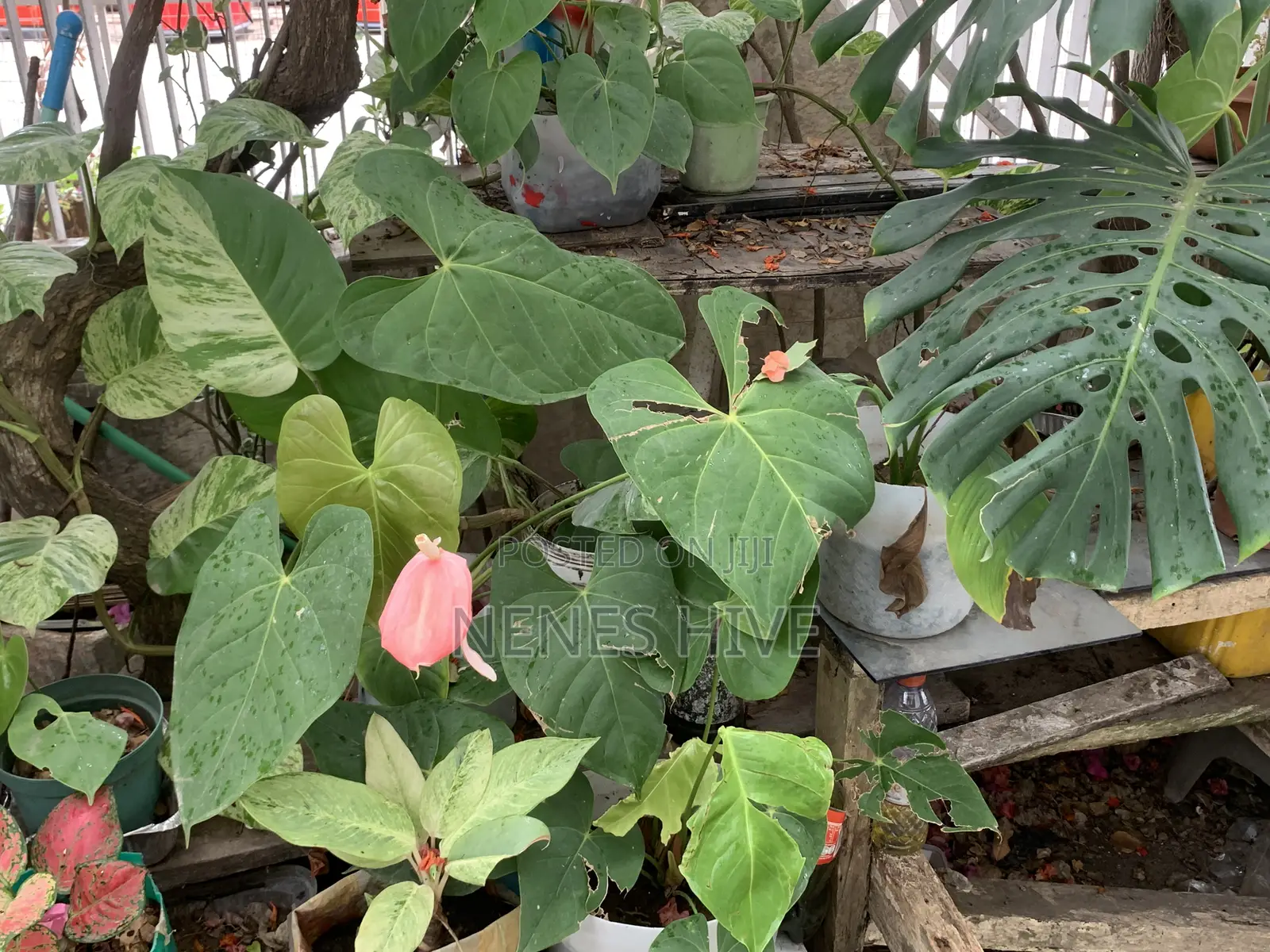 Plant Varieties