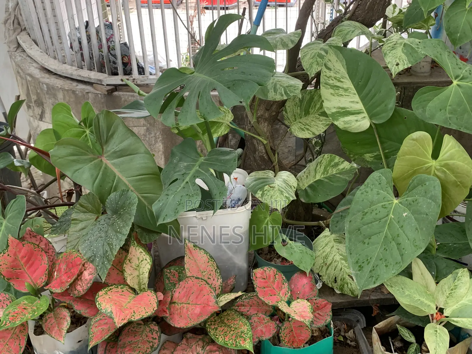 Plant Varieties