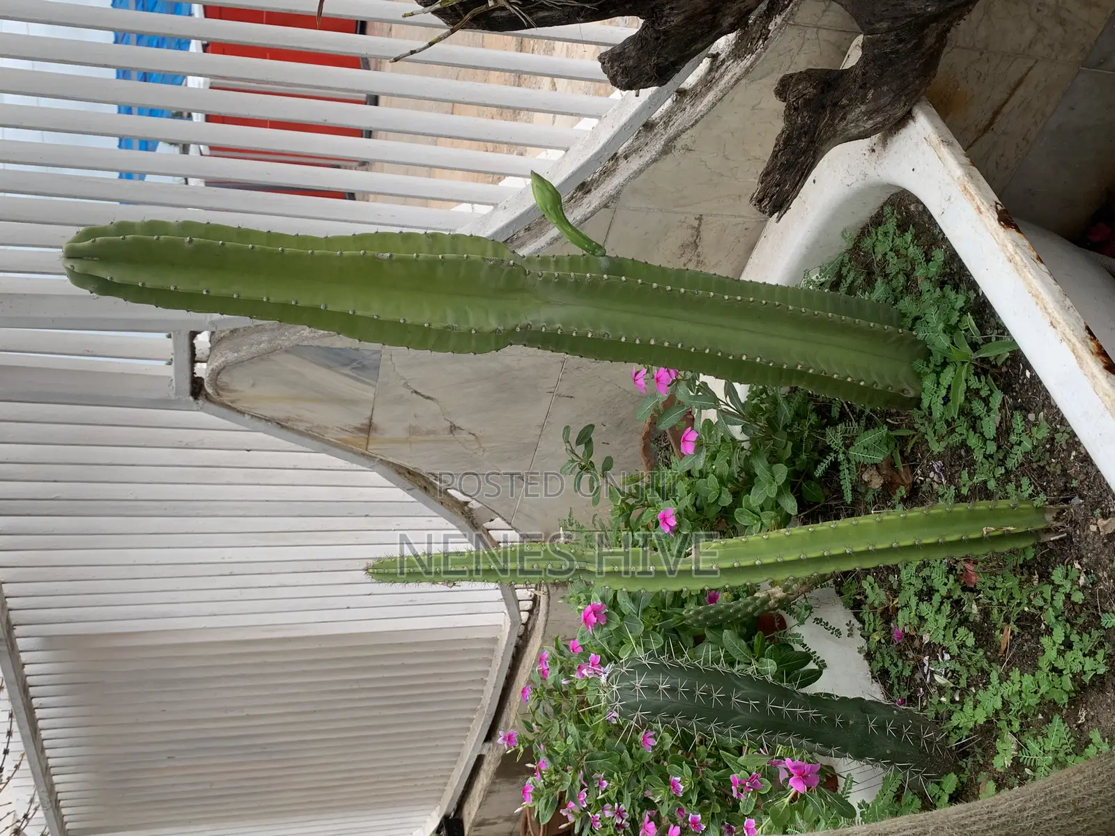 Plant Varieties