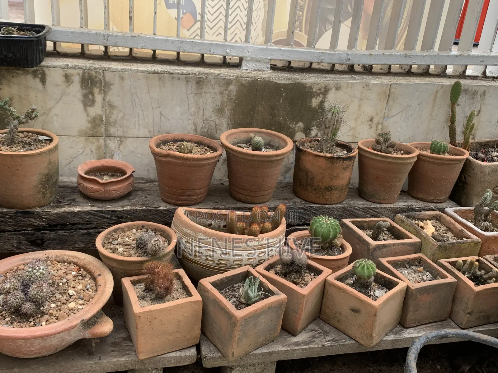 Plant Varieties