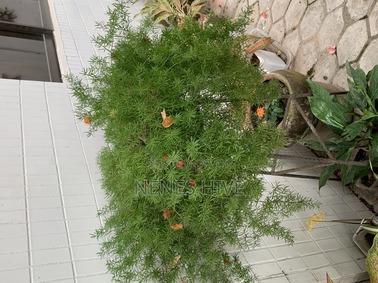 Plant Varieties