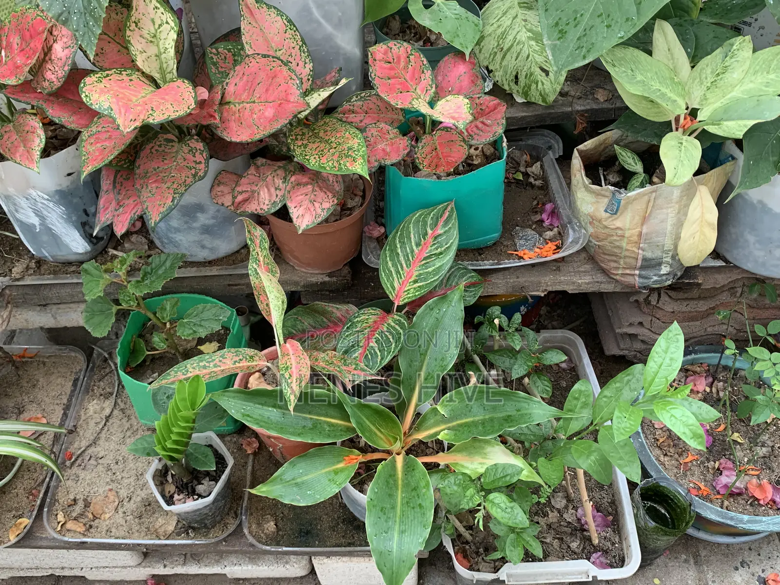 Plant Varieties