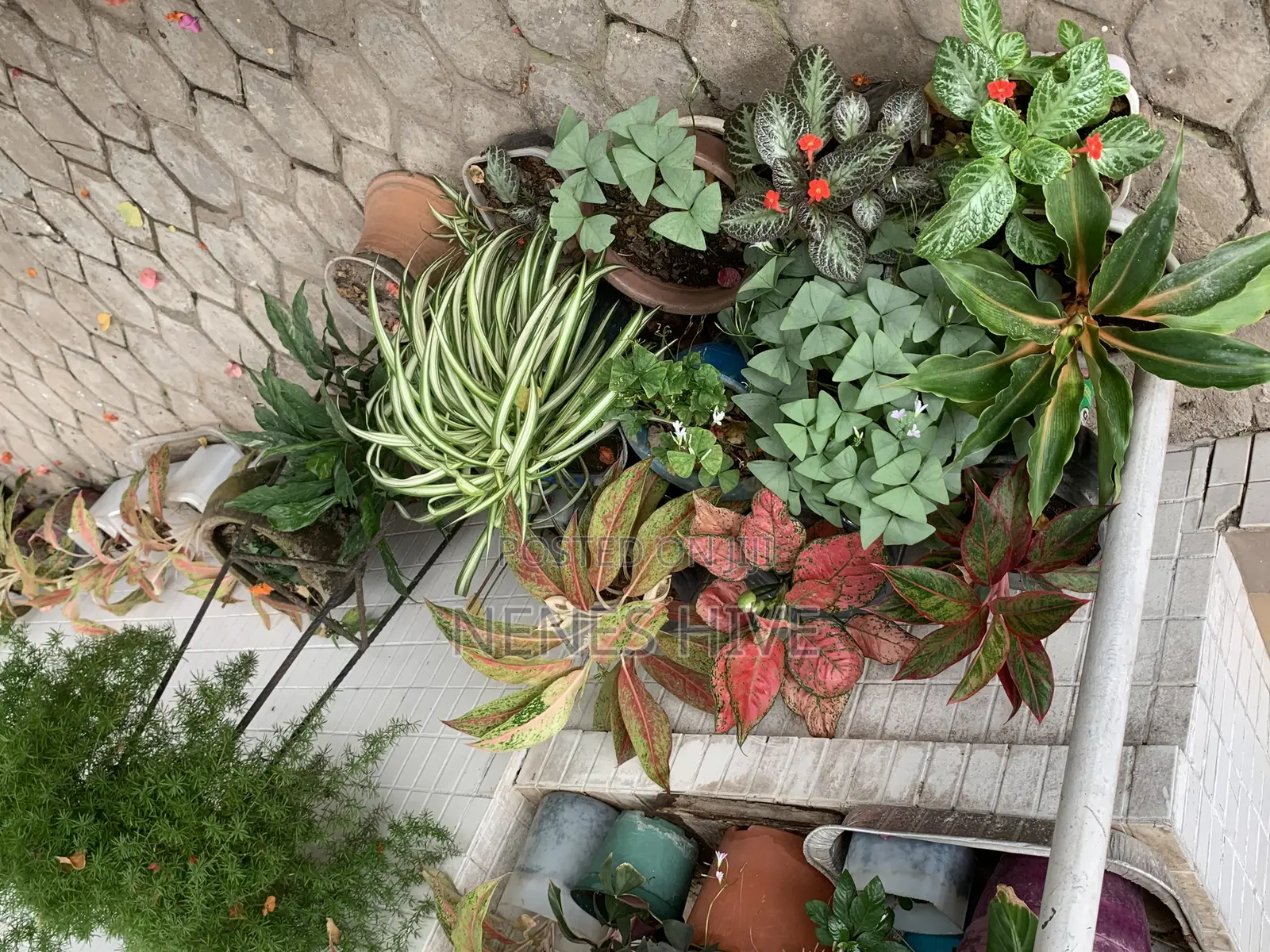 Plant Varieties