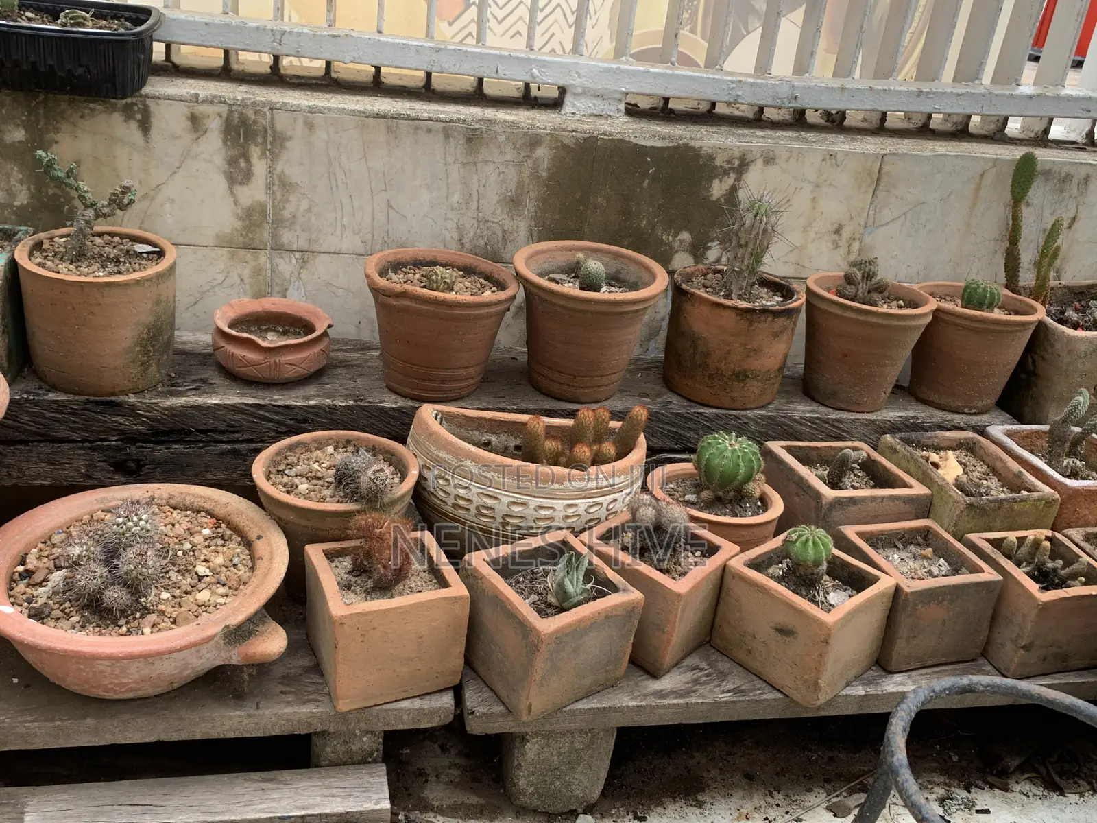 Plant Varieties