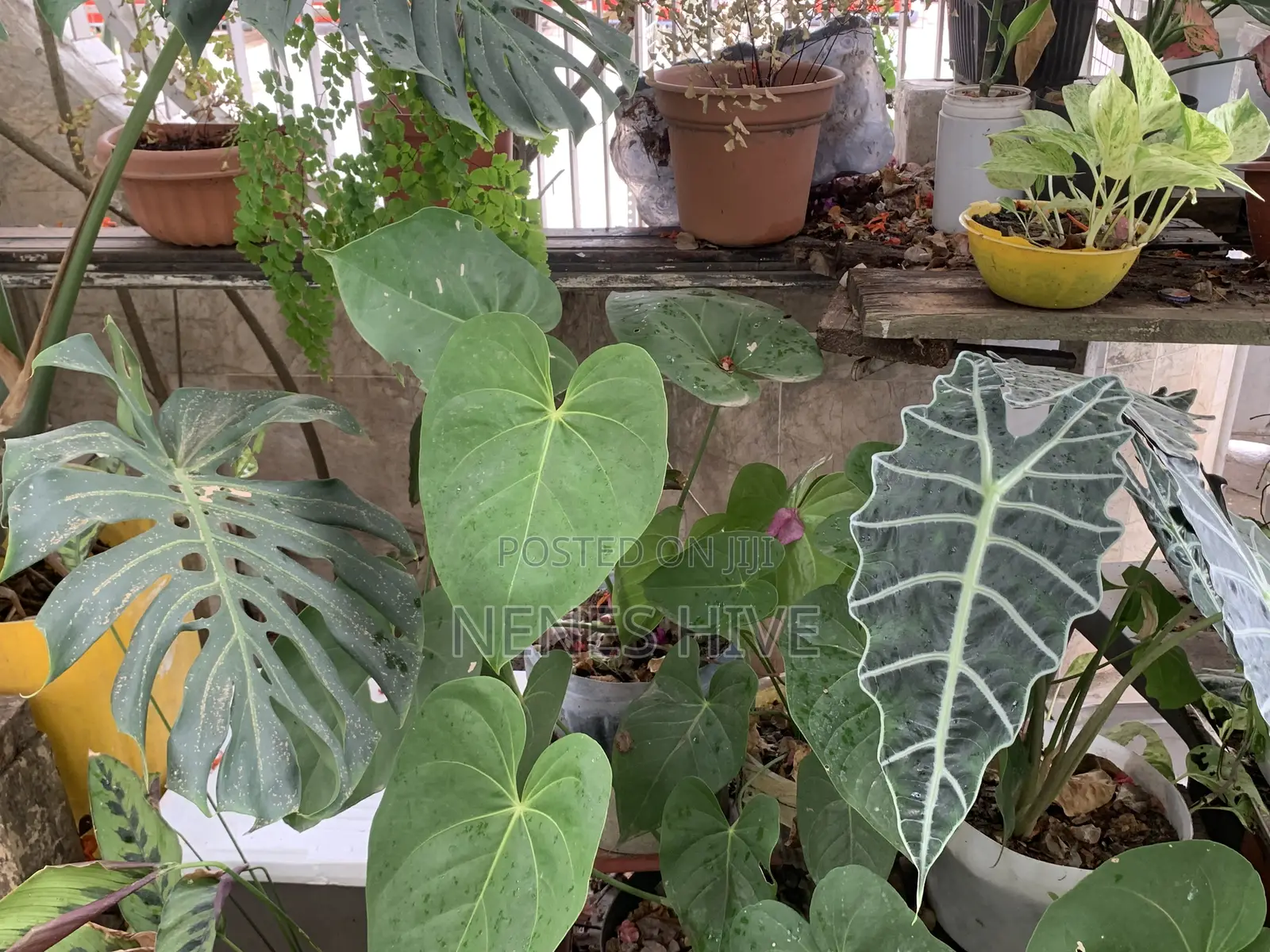 Plant Varieties