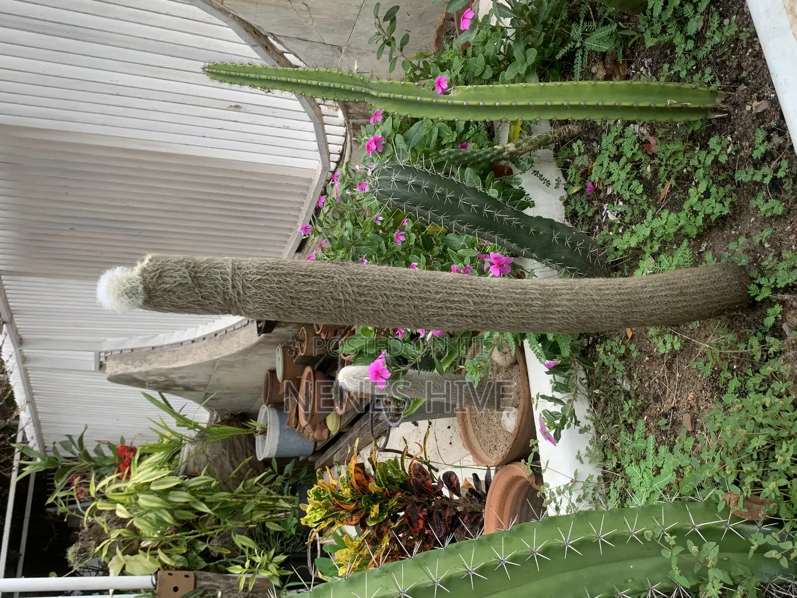 Plant Varieties