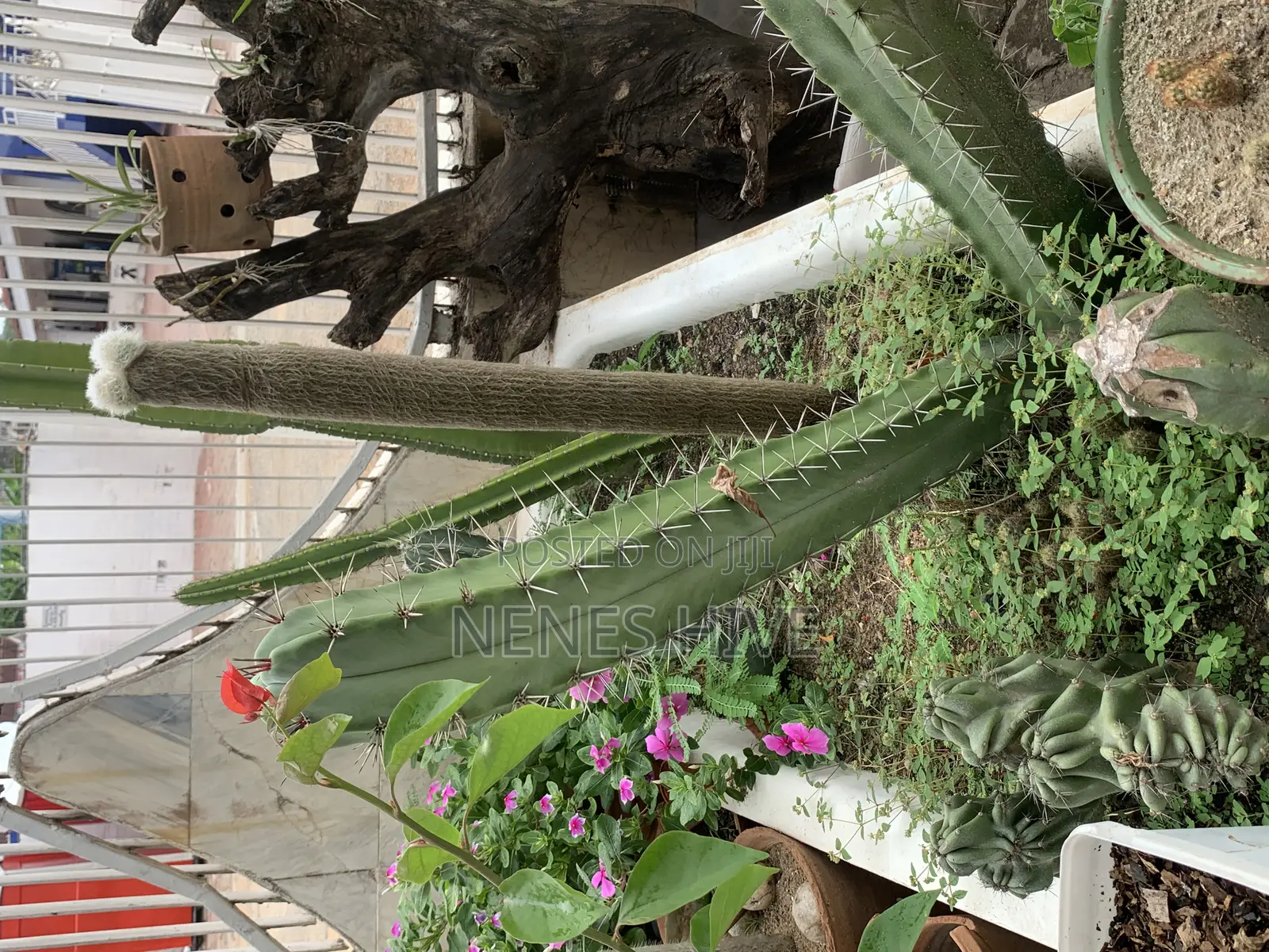 Plant Varieties