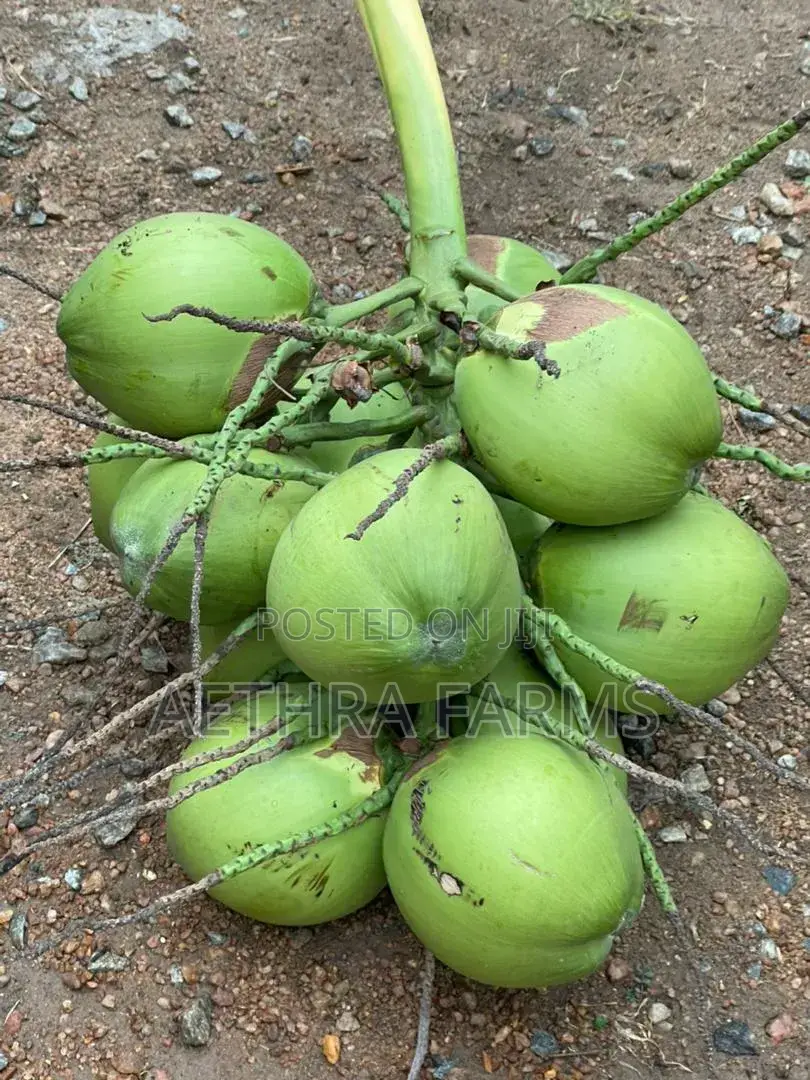 Hybrid Coconut Seedlings