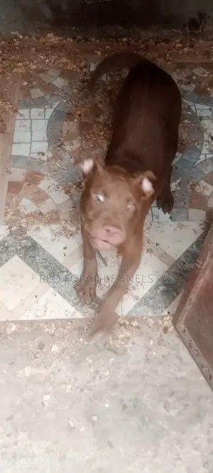 3-6 months Male Purebred American Pit Bull Terrier