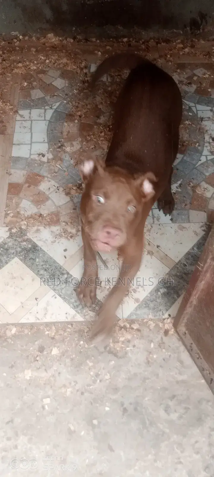 3-6 months Male Purebred American Pit Bull Terrier