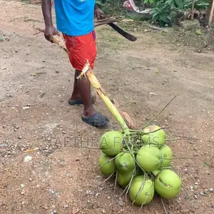 Hybrid Coconut Seedlings