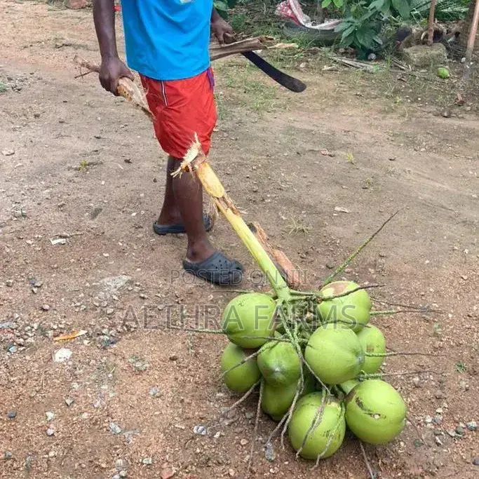 Hybrid Coconut Seedlings