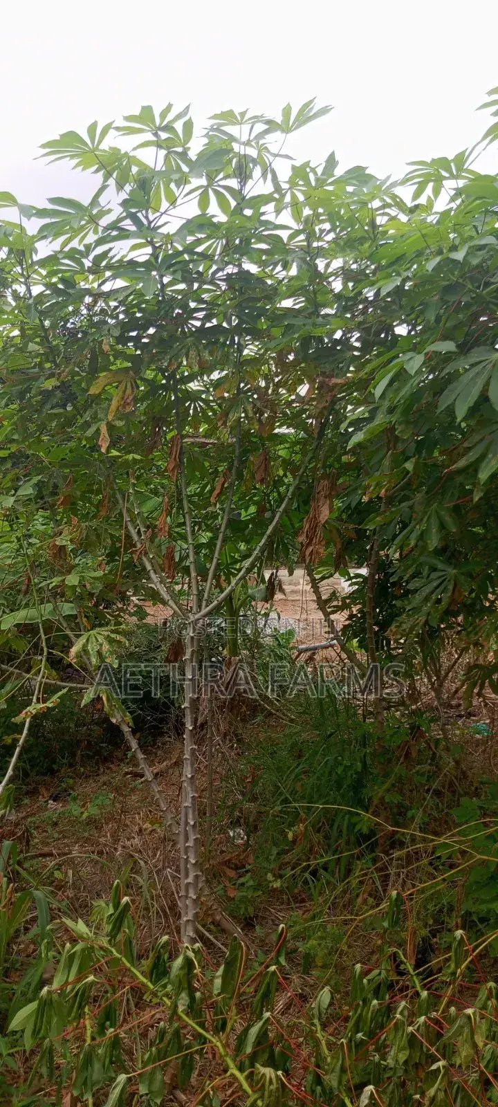 Hybrid Casava Sticks/Stems