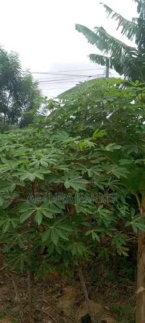 Hybrid Casava Sticks/Stems